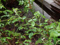 Rubus leucodermis leucodermis