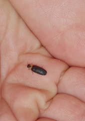 Atyphella scintillans