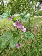 Malva
