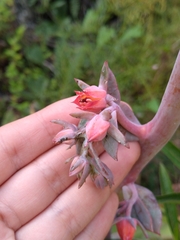 Echeveria gibbiflora