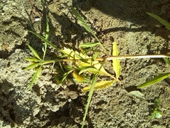 Bidens radiata
