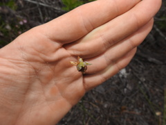 Xyris caroliniana