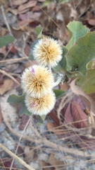 Chresta sphaerocephala