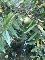 Juglans nigra