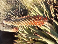 Aloe claviflora