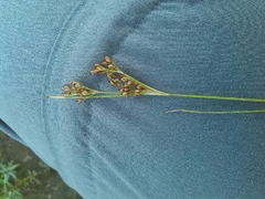 Juncus compressus
