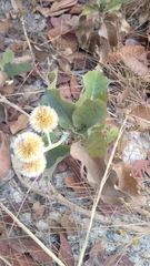 Chresta sphaerocephala