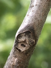 Juglans nigra