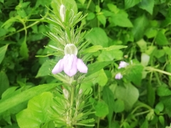 Desmodium uncinatum