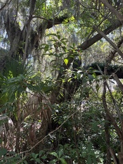 Psychotria nervosa