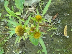 Bidens radiata