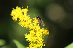 Musca autumnalis