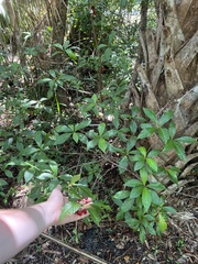 Psychotria nervosa