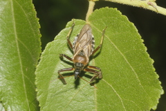 Apiomerus spissipes
