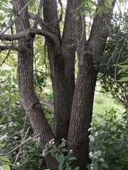 Juglans nigra