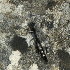 Oedipoda germanica