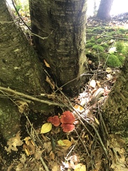 Cortinarius sanguineus