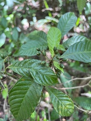 Psychotria nervosa