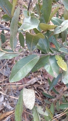 Duguetia furfuracea