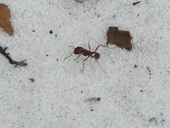 Pogonomyrmex badius
