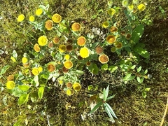 Pulicaria vulgaris