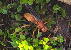 Polistes carolina