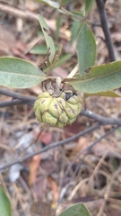 Duguetia furfuracea