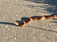 Pantherophis guttatus