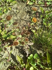 Pulicaria vulgaris