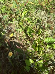Pulicaria vulgaris