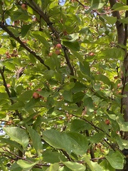 Malus