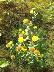Pulicaria vulgaris