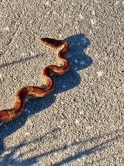 Pantherophis guttatus