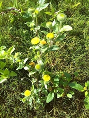 Pulicaria vulgaris