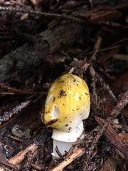 Tricholoma subsejunctum