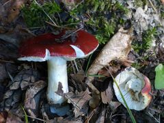 Russula emetica