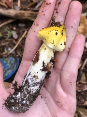 Tricholoma subsejunctum