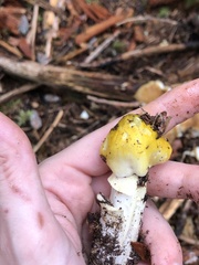 Tricholoma subsejunctum