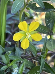 Ludwigia leptocarpa