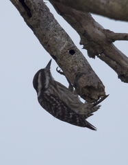 Yungipicus moluccensis