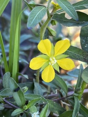 Ludwigia leptocarpa