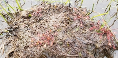 Drosera intermedia