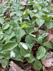 Trillium