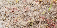 Drosera intermedia