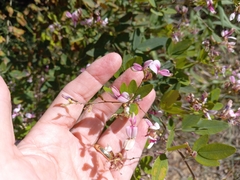 Lespedeza bicolor