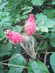 Acanthocereus oaxacensis
