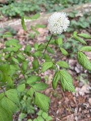 Actaea