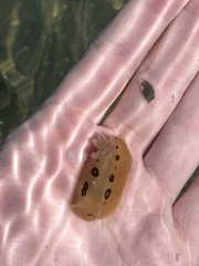 Diaulula sandiegensis