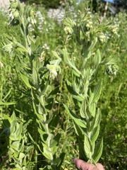 Lithospermum parviflorum