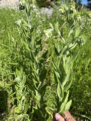 Lithospermum parviflorum
